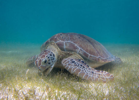Green Sea Turtle Grazing Seagrass  By P.Lindgren (Own work) [CC BY-SA 3.0]