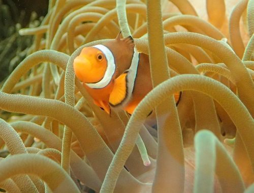 Clownfish aka Nemo