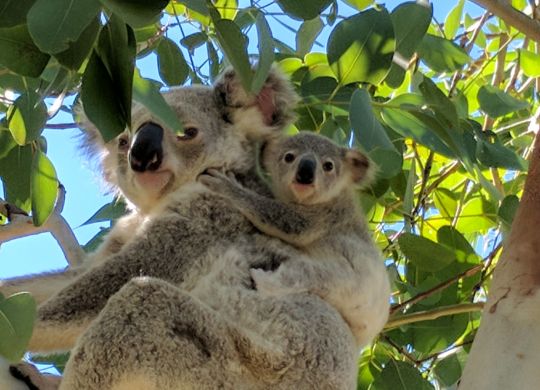 Koala with Joey on its back