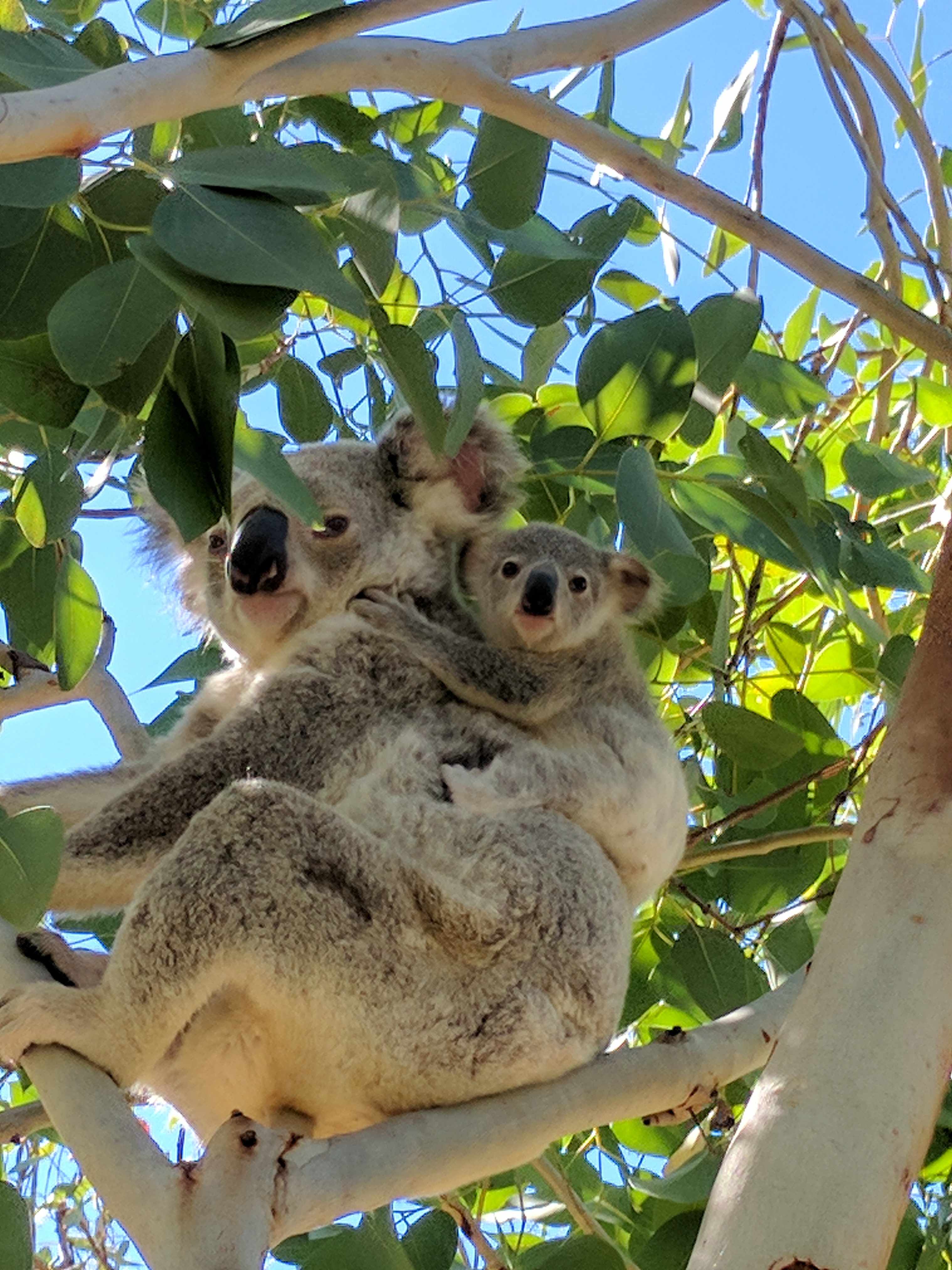 magnetic island koala tour