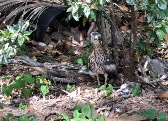 Curlew Family