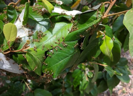 Green Tree Ants building a leave nest