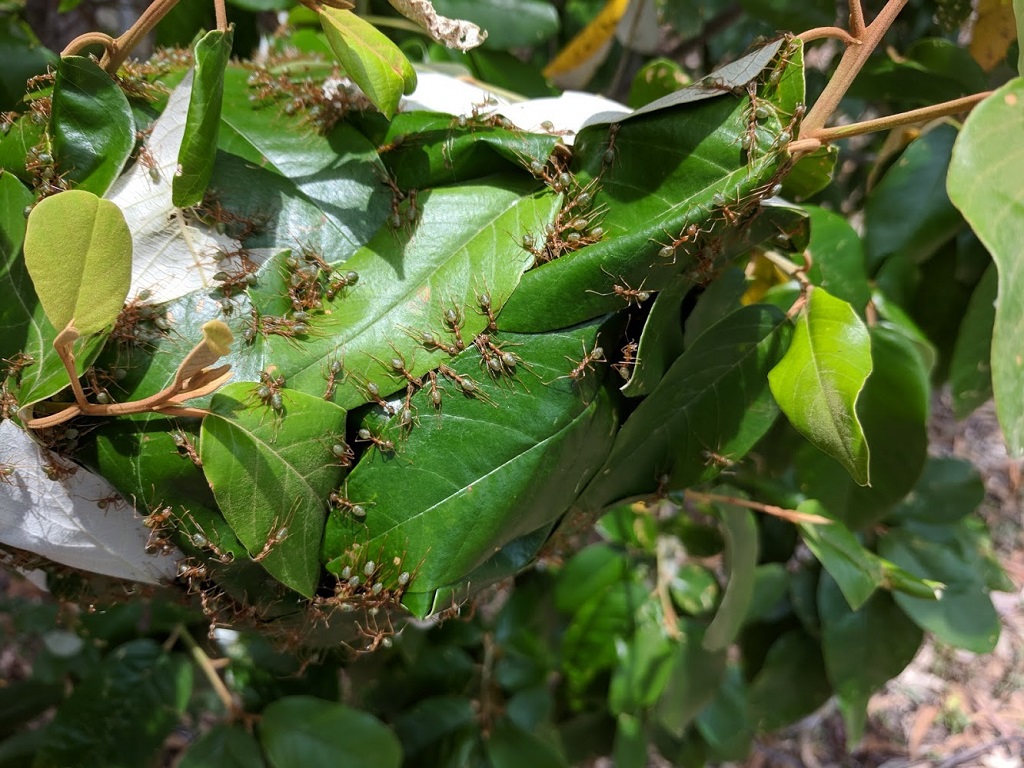 Green ants deals