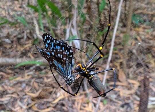 Golden Orb Weavers play an important role in controlling insect populations and maintaining a healthy balance in the local ecosystem