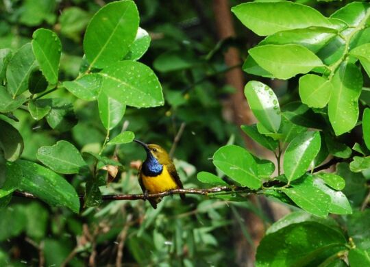 Male Olive Back Sunbird