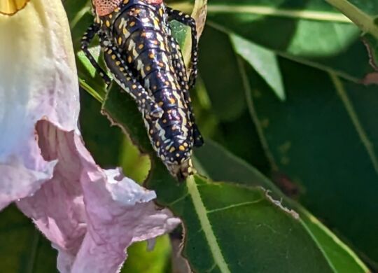 Blistered Grasshopper (Monistria pustulifera) resting on a vibrant flower petal